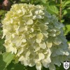 Hydrangea paniculata 'Little Passion' - Aedhortensia 'Little Passion' C2/2L